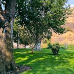 A sunny park scene in Asotin, WA, with large green trees casting shadows on a well-manicured grassy lawn, shrubs dotting the landscape, and dry brown hills in the background beneath a partly cloudy sky.
