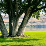 Three large tree trunks with green leaves stand on a grassy field near a calm lake in Asotin, WA. In the background, hills with dry grass rise under a clear sky as tree shadows stretch across the bright green grass.